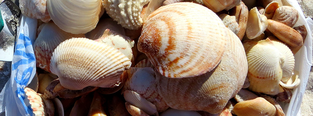 Bag of Sanibel Shells