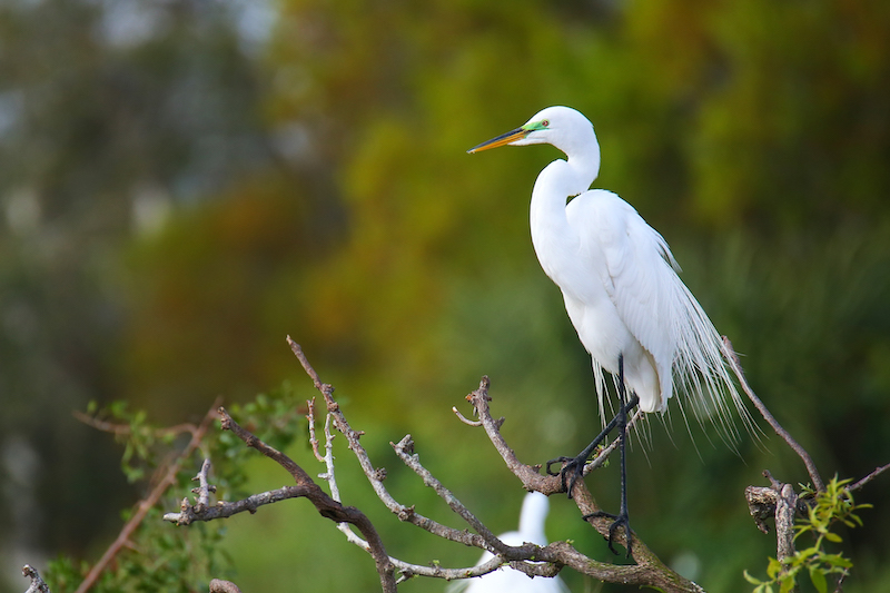 bird on sanibel