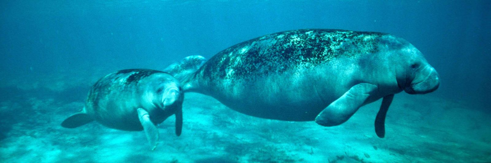 Manatees swimming in the water