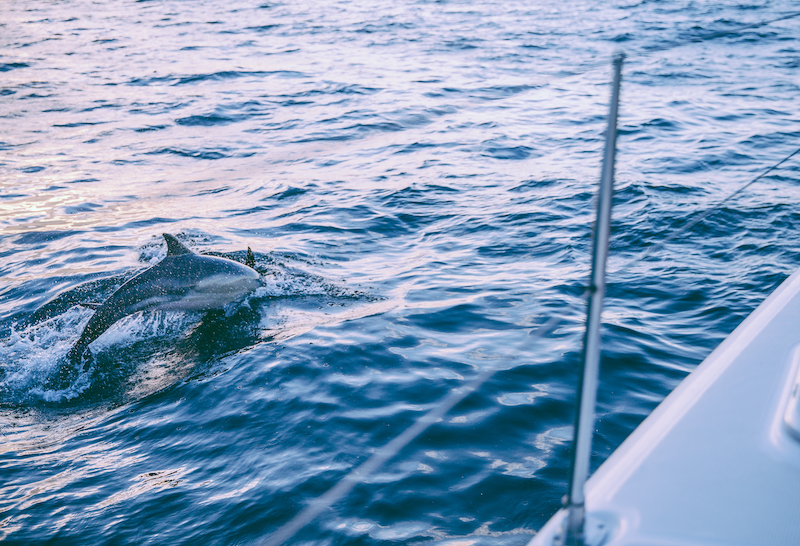 dolphin cruise sanibel island