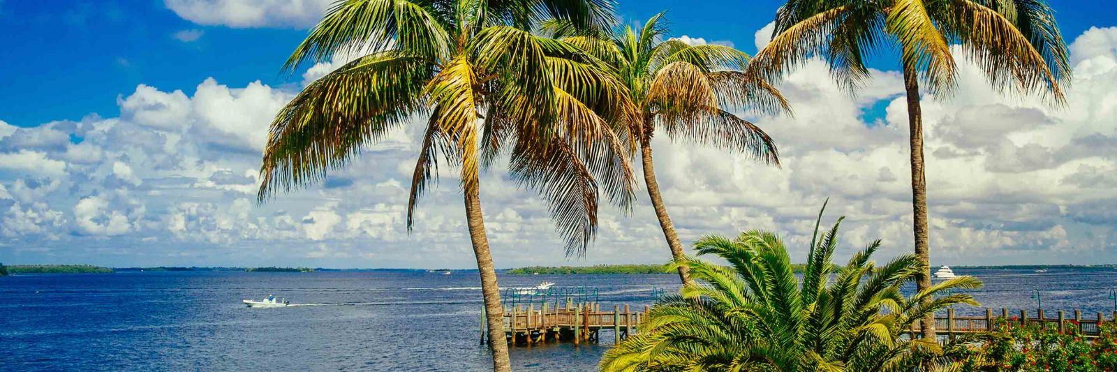 Palm trees and cloudy skies