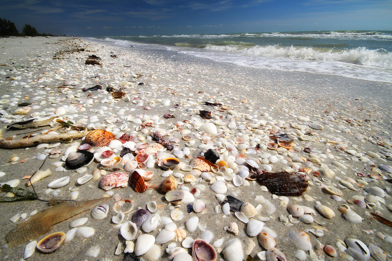 sanibel island shelling beach