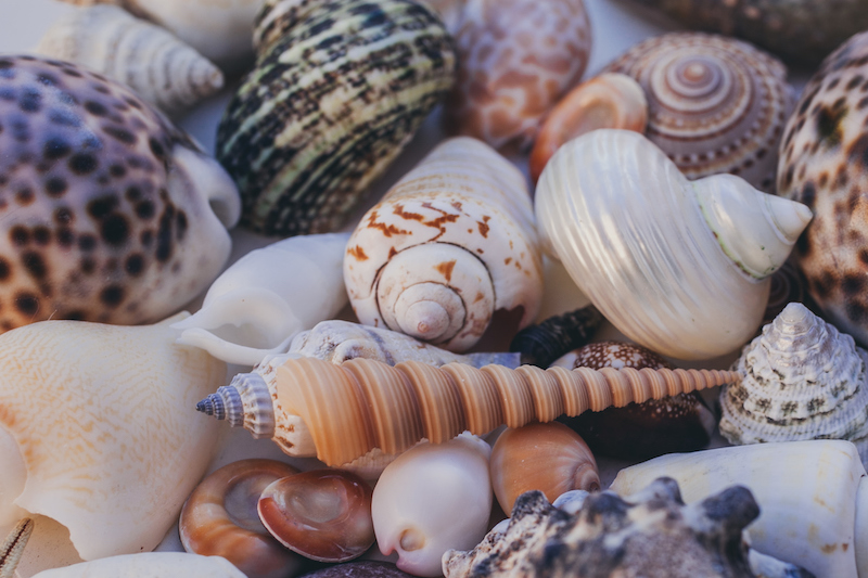 sea shells