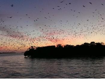 Sanibel Sunset Cruise