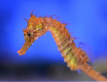 Seahorse