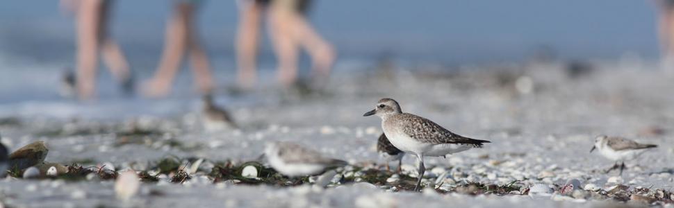 Bird on the beach on Sanibel Island