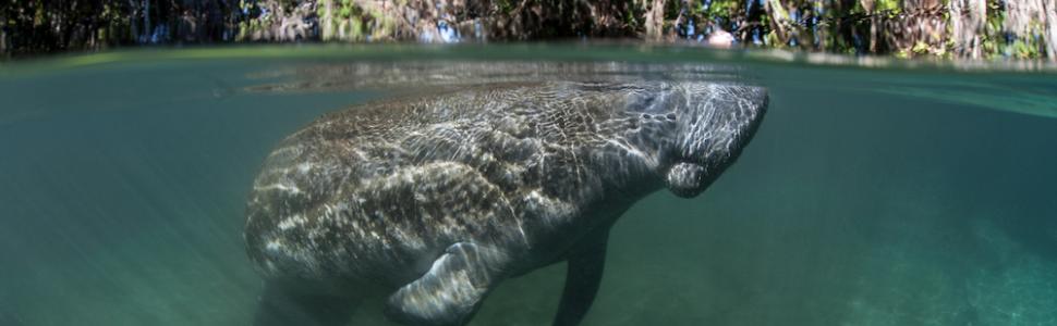 florida manatee