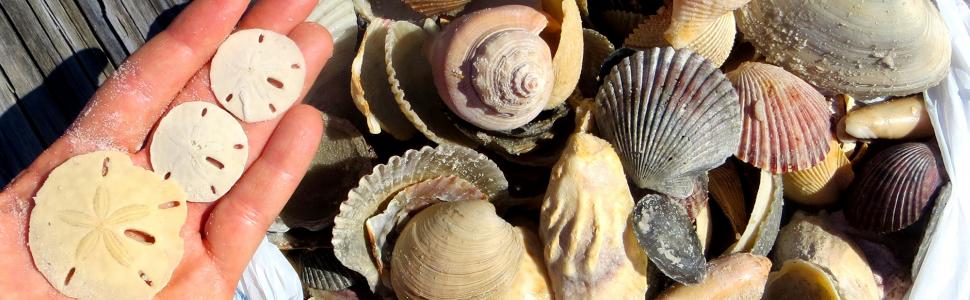 Sanibel Shelling 