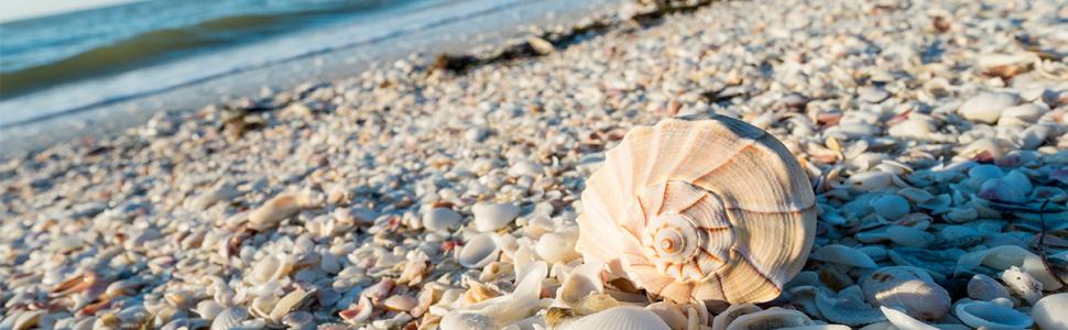 Shelling on Sanibel Island's beaches