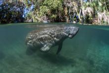 Sanibel Island Manatee