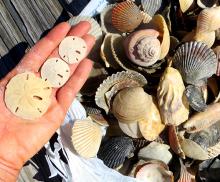 Sanibel Shelling teaser