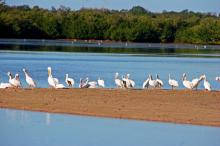 Ding Darling Wildlife Refuge 